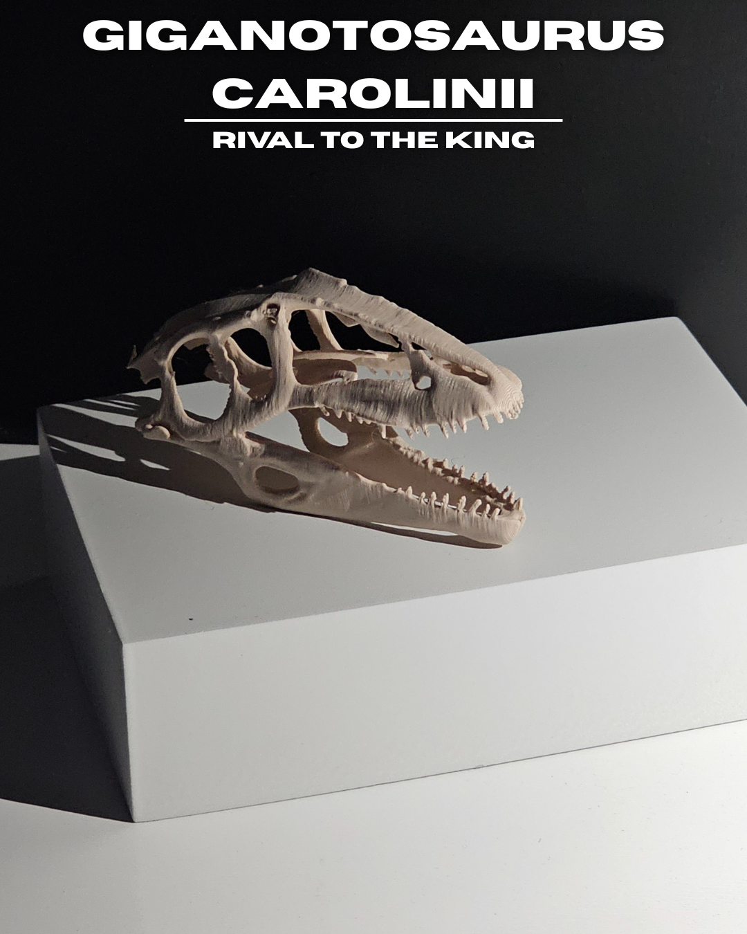 Giganotosaurus Carolinii