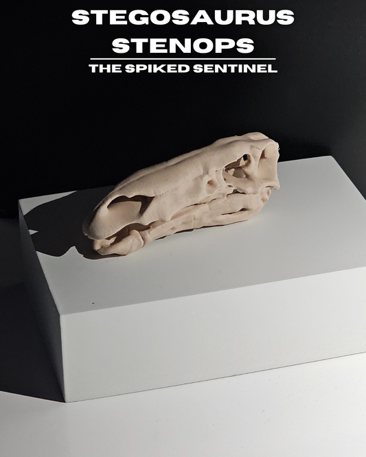 Stegosaurus Stenops