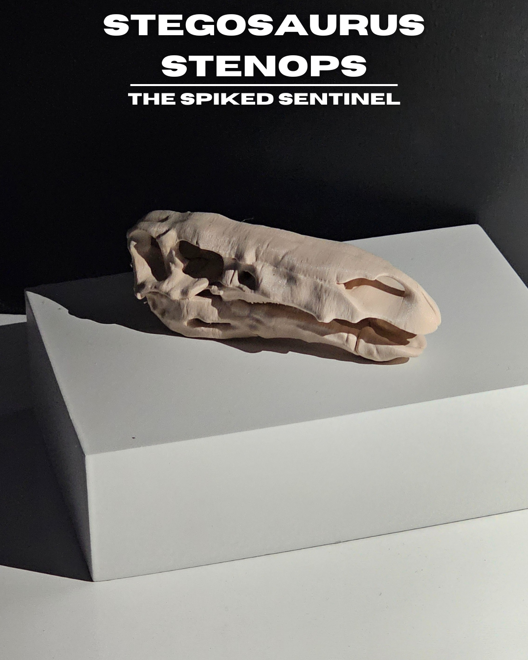 Stegosaurus Stenops